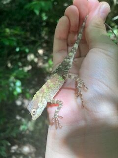 キノボリトカゲにも遭遇。
