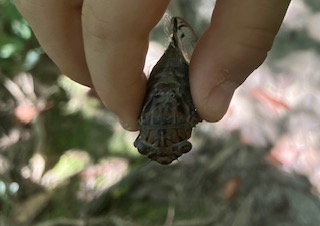 鳥のように高い声で鳴く蝉。お尻が尖っている