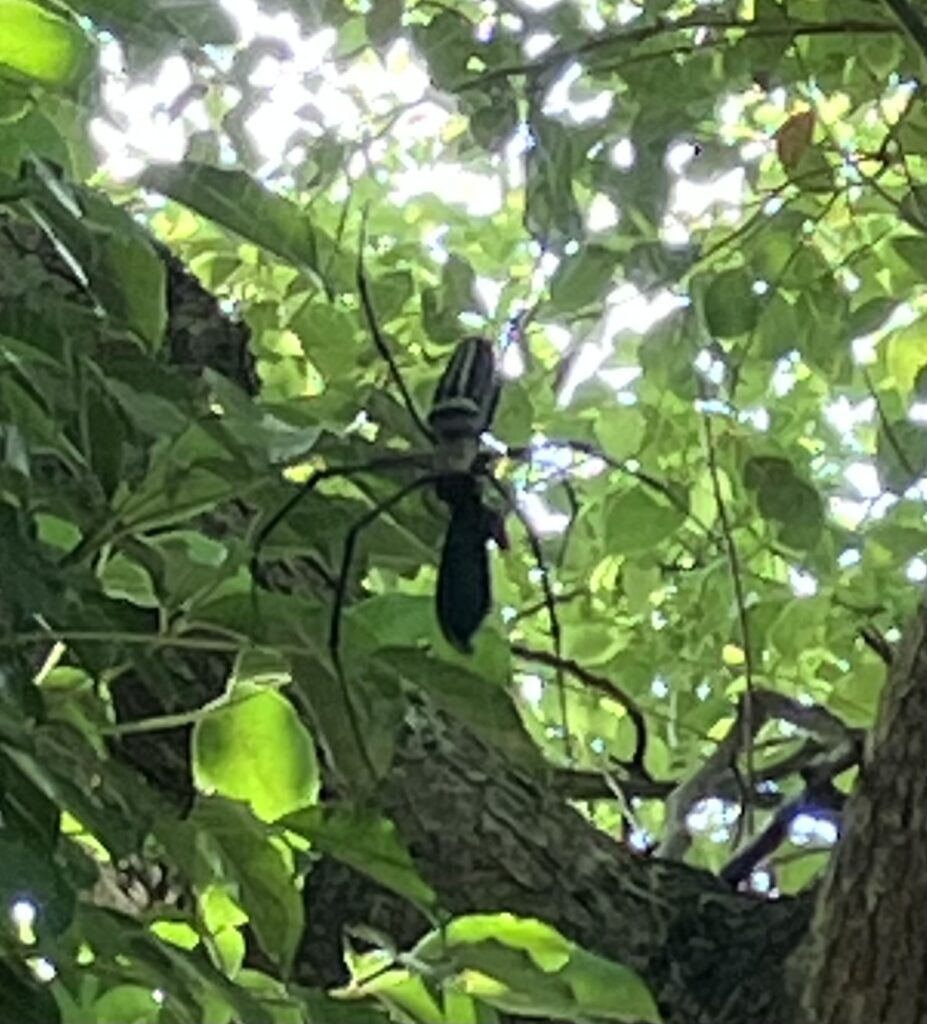 末吉公園でクモが黒い蝶を捕食している様子です。