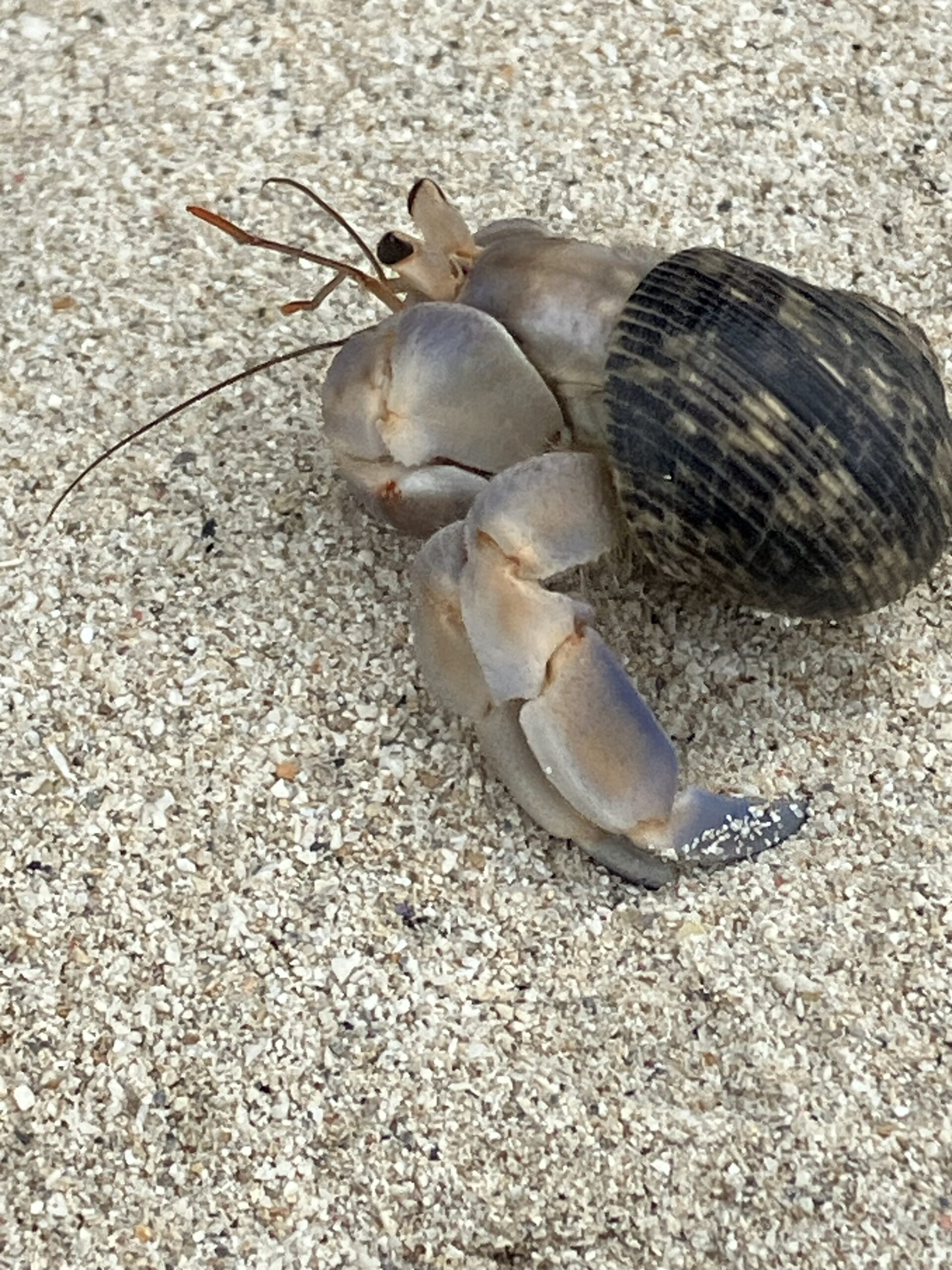 ヤドカリの生態と成長に伴う貝殻の住み替え